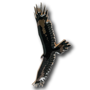 Wedge-tailed Eagle Brooch